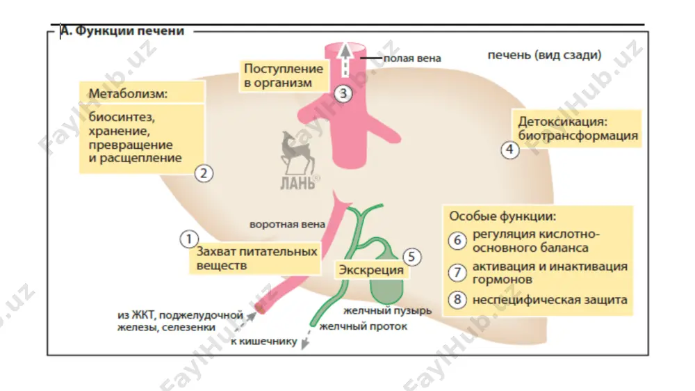 atomida epimerizatsiya orqali erishiladi, bu glyukoza-1-fosfatga olib keladi. biroq, bu reaktsiya bevosita sodir bo'lmaydi. birinchidan, transferaza [12] uridin-5'-monofosfat (umf) qoldig'ini uridin difosfoglyukozadan (udf-glyukoza) galaktoza-1-fosfatga o'tkazadi. natijada glyukoza-1-fosfat ajralib chiqadi, galaktoza-1-fosfat esa uridin difosfogalaktozaga (udf-galaktoza) aylanadi. ikkinchisi izomerlanadi va udf-glyukozaga aylanadi [7]. galaktozaning biosintezi xuddi shu yo'l bo'ylab boradi, bu reaktsiyadan oldin osongina qaytariladi [11]. [11] va [6] reaksiyalarni amalga oshiruvchi fermentlardagi genetik nuqsonlar galaktozemiyaga olib keladi. lipidlar metabolizmi jigar yog‘ kislotalari, glitseropidlar, sfingolipidlar, keton tanachalari va xolesterin sintezining asosiy joyidir. bu moddalarning aksariyati shu yerdan qonga kiradi. aksincha, triatsilgliserinlar yog‘ to'qimalarida sintezlanadi va jigarda saqlanadi. jigardagi lipidlar almashinuvi uglevodlar va aminokislotalar almashinuvi bilan chambarchas bog'liq. rezorbsiya bosqichi (so’rilish bosqichi). oddiy ovqatlanishda jigar glyukoza va boshqa monosaxaridlarni atsetil-koa bosqichi orqali yog‘ kislotalariga aylantiradi. jigar, shuningdek, ichakda hosil bo'lgan xilomikronlardan yoki albumin bilan yog' kislotalari komplekslaridan yog' kislotalarini ajratib olishga qodir. bu barcha manbalardan olingan yog‘ kislotalari glitseropidlarga, ya'ni yog'lar va fosfolipidlarga, …