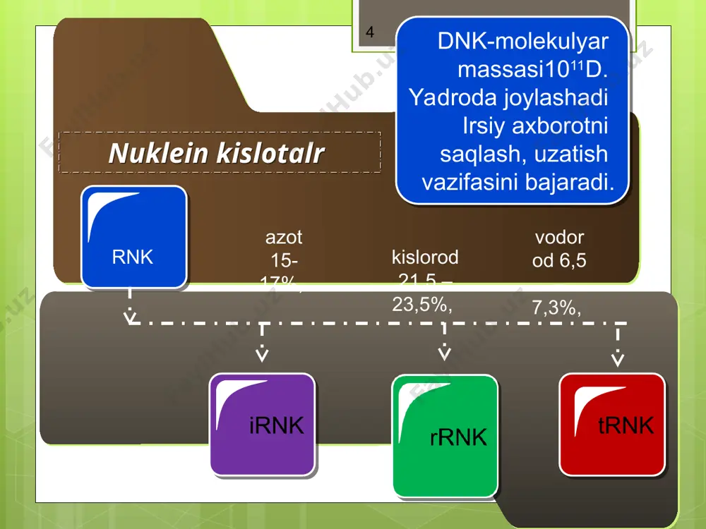 forma z-forma dnk qo’sh spiralining denaturatsiyasi tashqi ta’sirlar natijasida (t (80-90ºs), rn≠7, kimyoviy ta’sirlovchilar) qo’sh spiral alohida-alohida zanjirlarga bo’linib ketadi (kovalent bog’lar uzilmaydi !!!!) dnkning suyuqlanish temperaturasi – spirallashish koeffitsiyenti 50%. dnk denaturatsiyasi belgilar – eritma pqovushqoqligini keskin kamayishi. rdnk renaturatsiyasi t va rn fiziologik holatga keltirilganda sodir bo’ladi. ikkilamchi spiral ochilish tarihi 1868 yil f.misher hujayra yadrosida huklein kislotalarni aniqlashi. 1943 yil pnevmokokklar bilan tajriba 1952 yil viruslar bilan tajriba e. chargaffning analitik qoidalari chargaffning analitik qoidalar bitta organizmning turli hujayralaridan ajratib olingan dnk bir xil nukleotid tarkibga ega. dnk tarkibi turlararo har xildir. bir turning dnk tarkibi yosh, ovqatlanish va yashash sharoitiga ko’ra o’zgarib qolmaydi. qaysi organizm turidan qat’iy nazar: - adenin nukleotidlari soni timinlar soniga teng - guanin nukleotidlari soni sitozinlar soniga teng. purin nukleotidlari yig’indisi pirimidin nukleotidlari yig’indisiga teng. a+g=t+s dnk ning fazoviy tusilishi 1953 yil. genetik d.uotson fizik f.krik dnk ning uch o’lchamli modeli yuqoridagi …