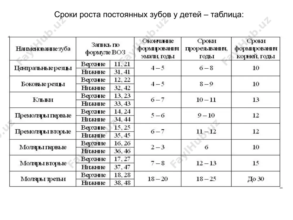 ферии кортикальной пластинкой альвеолы. стадия незакрытой верхушки наблюдается у корней зубов, заканчивающих свое формирование. корневой канал неравномерно расширен: он шире у полости зуба и сужается по направлению к верхушке. четко определяется отверстие верхушки зуба, обычно не обнаруживаемое в сформированных зубах. периодонтальная щель у верхушки зуба несколько расширена. второй период. замена временных зубов на постоянные в 6 – 7 лет. рентгенологически установлено, что зачаток постоянного зуба начинает смещаться к альвеолярному отростку после завершения формирования коронки. от окончания формирования коронки до полного прорезывания постоянных зубов проходит приблизительно пять лет. прорезыванию предшествует физиологическое рассасывание корней молочных зубов (корни укорочены, изъедены). наряду с резорбцией корней временных зубов происходят репаративные процессы. в зависимости от особенностей резорбции корней временных зубов выделяют три типа: первый тип – резорбция начинается в области верхушки и идёт по направлению к бифуркации; второй тип – преобладает резорбция одного из корней, обращённого к зачатку постоянного зуба. резорбция такого типа начинается заднего корня …