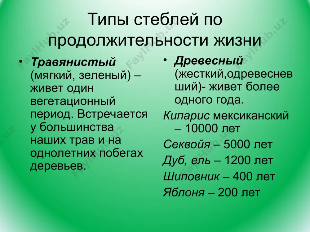 ей. соленостела имеет наружный и внутренний перецикл, эндодерму и флоэму. внутренняя протофлоэма эндархная, а наружная экзархная. протоксилема мезархная. в области листовой лакуны наружная и внутренняя флоэмы, перецикл и эндодерма соединяются. иногда одна соленостела вложена в другую соленостелу и таким образом формируется полициклическая соленостела (сейчас от 2 до 4 таких комлеков может присутствовать, а раньше встречались представители с 12 соленостелами вложенными друг в друга) соленостеля развивается только в удлинённых стеблях, а в укороченных стеблях крупные листовые лакуны разных узлов перекрываются, вследствии чего проводящие ткани располагаются не в виде полых трубок а в виде анастомозирующих меристел между лакунами. каждая меристела окружена перециклом и эндодермой. под эндодермой располагается флоэма с экзархной протофлоэмой, а центре меристелы располагается ксилема. протоксилема мезархная. это всё диктиостела. артростела. в области узла выглядит как эктофлойная сифоностела, от которой в радиальном направлении ответвляются одиночные пучки листовых следов к мутовке листьев. выше места отхождения пучка от стелы лакуна не образуется. в …