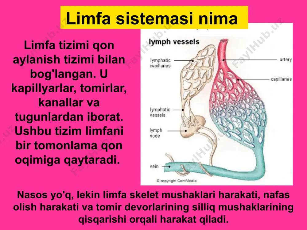 limfa sistemasi - Page 4