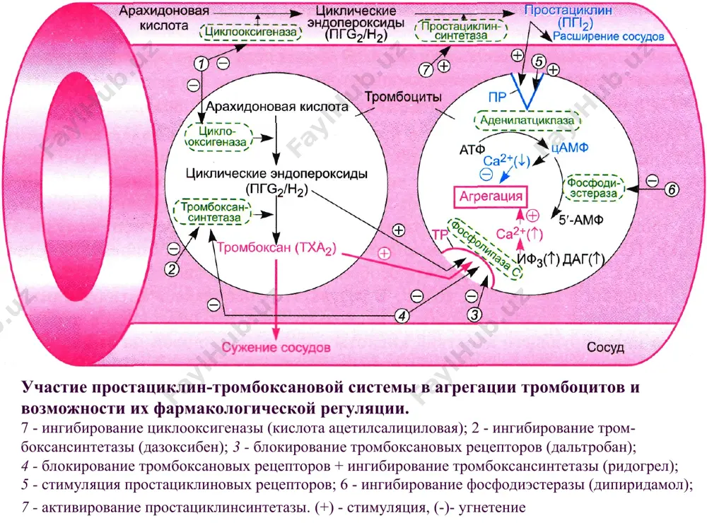 кон ивишига таъсир килувчи дори воситалари - Page 4
