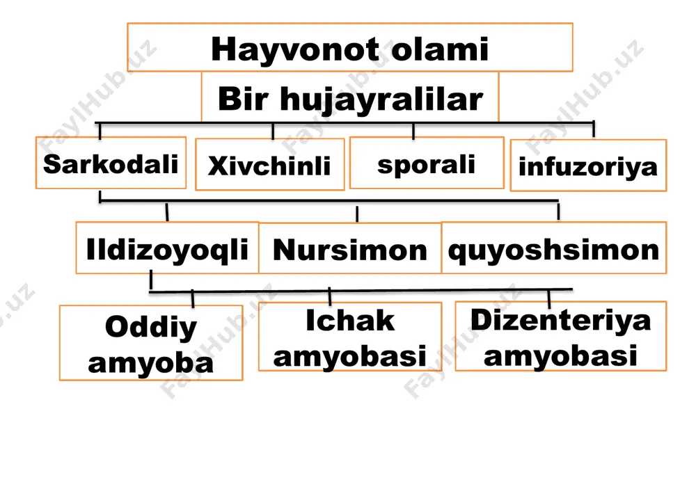 sodda hayvonlar tipi - Page 4