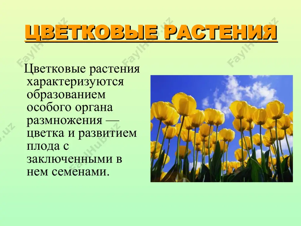 цветок - Page 4