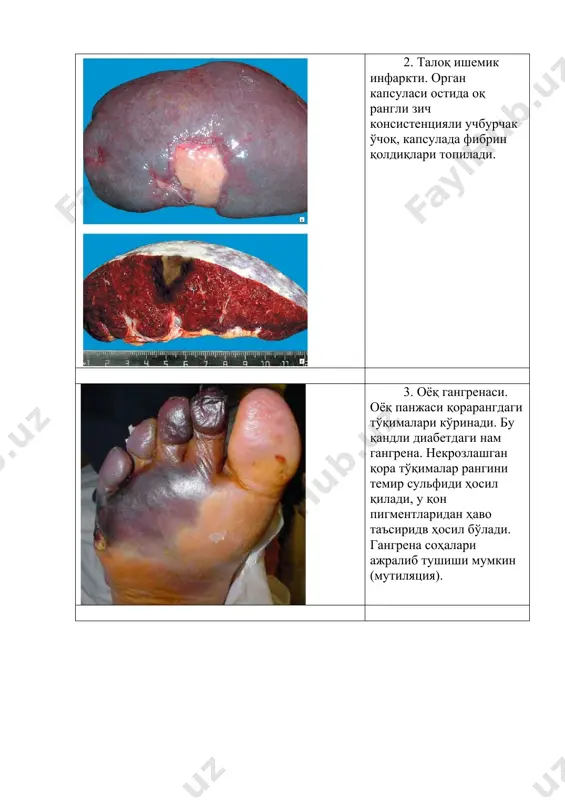 микропрепаратлар - Page 5