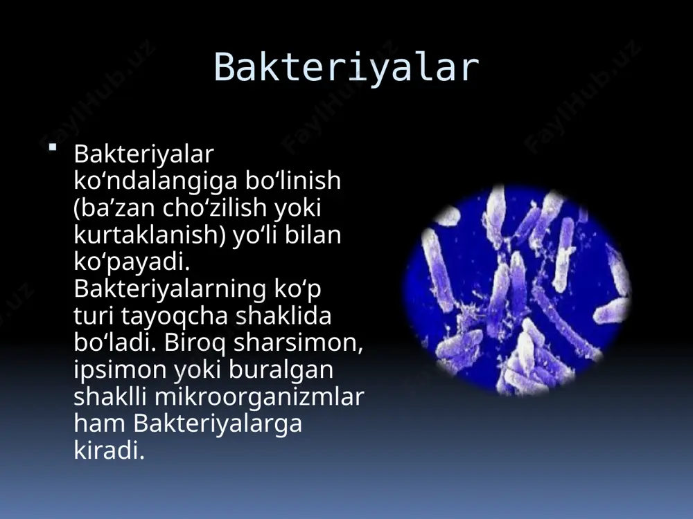 bakteriyalarning bioplyonkasi - Page 4