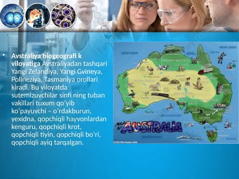 ar va o‘simliklar orasidagi o‘xshashlik va tafovut sabablarini bir tomondan qit’alarning paydo bo‘lish tarixi, ikkinchi tomondan organik olam evolutsiyasi bilan tushuntirish mumkin. tabiatshunos olimlarning e’tirof etishicha, bizning ko‘hna sayyoramiz hamma era, davrlarda shunday ko‘rinishda bo‘lmagan. daniyalik olim a.vegener «materiklar dreyfi » nazariyasida qayd etishicha, taxminan bir necha million yillar ilgari yer yuzida hech qanday qit’alar bo‘lmay, sayyoramiz yagona quruqlik – pangeya va yagona okeandan iborat bo‘lgan. gondvana quruqligining bir qismi janubga tomon siljigan. keyinchalik yer ostki kuchlarining ta’siri tufayli gondvana o‘z navbatida bo‘laklarga ajragan. natijada antarktida, avstraliya, afrika, janubiy amerika qit’alari paydo bo‘lgan. lavraziyaning bo‘linishi tufayli yevrosiyo, shimoliy amerika qit’alari kelib chiqqan. yevrosiyo bilan shimoliy amerikaning yagona qit’a sifatida bo‘lishi kaynozoy erasigacha davom etgan. image2.jpeg image3.jpeg image4.jpeg image5.jpeg image6.jpeg image7.jpeg image8.jpeg image9.jpeg image10.jpeg image11.jpeg image1.jpeg