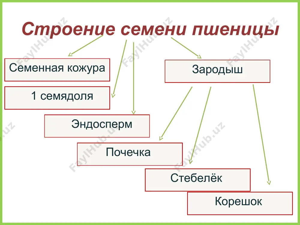 развитие проростка - Page 4