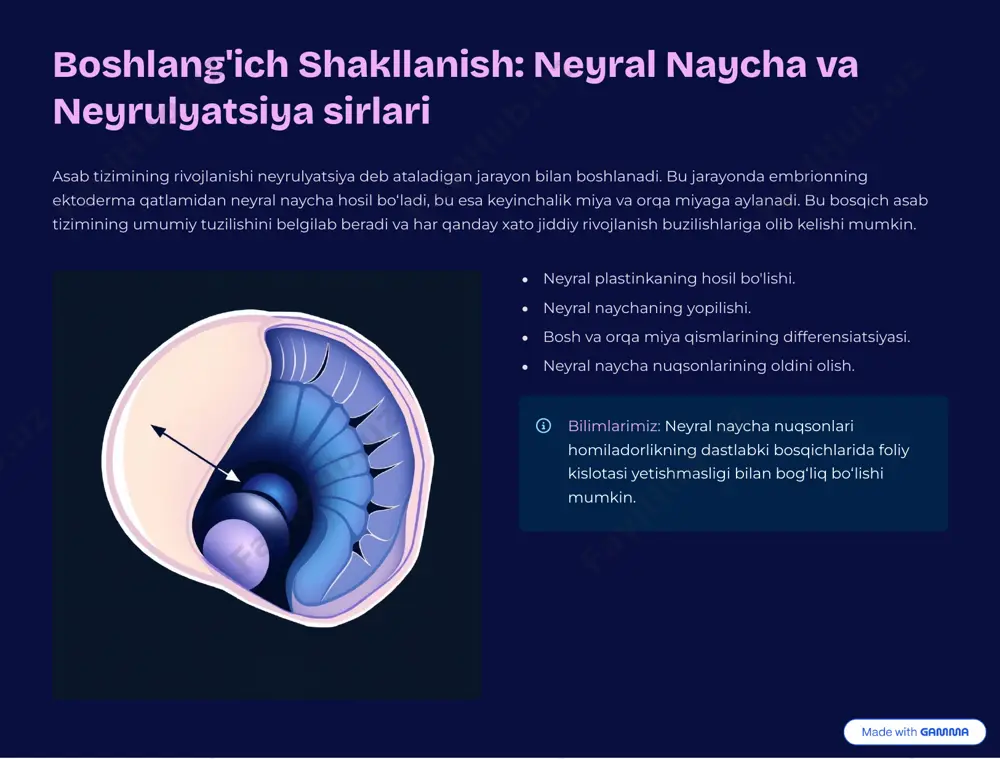 yatlarining rivojlanishida muhim rol o»ynaydi. mielin qobig»ining shikastlanishi bir qator nevrologik kasalliklarga olib kelishi mumkin. mielinlanishning asosiy ahamiyati: impuls tezligi: asab impulslarining bir necha barobar tezroq uzatilishini ta'minlaydi. energiya tejamkorligi: impulslarni uzatish uchun kamroq energiya sarflaydi. miqdoriy taraqqiyot: bolalik va o»smirlarda bilish va motor qobiliyatlari rivojlanishining asosini tashkil etadi. https://gamma.app/?utm_source=made-with-gamma atrof-muhit ta'siri: ontogenezdagi rol va kritik davrlar asab tizimining rivojlanishi genetik dastur asosida kechsa-da, atrof-muhit omillari ham muhim rol o»ynaydi. homiladorlik davridagi ona salomatligi, bolalikdagi oziqlanish, ijtimoiy muloqot va ta9lim miyaning shakllanishiga bevosita ta9sir ko»rsatadi. kritik davrlar 3 bu miyaning ma9lum ko»nikmalarni egallashga eng sezgir bo»lgan vaqt oralig»idir. oziqlanish bolalar miya rivojlanishi uchun muhim vitamin va minerallarga muhtoj. ijtimoiy muloqot muloqot ko'nikmalari va emotsional rivojlanish uchun zarur. ta'lim miyaning bilish qobiliyatini oshiradi va yangi aloqalar hosil qiladi. https://gamma.app/?utm_source=made-with-gamma ontogenetik buzilishlar: rivojlanishdagi xatolar oqibatlari asab tizimining ontogenezi davomida yuzaga keladigan har qanday buzilishlar jiddiy nevrologik va psixologik muammolarga olib kelishi mumkin. …