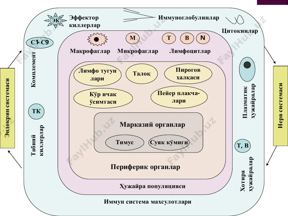 ла-ларини етиш-мовчилиги нишон объектларини хемотаксис ва фагоцитоз қилиниши, фх миграцияси бузилади ёш чакалокларни киндигини секин тушиши, терида ва туқималарда совуқ абцесслар кузатилади касалликлар фенотипда клиник кўриниши агаммаглобули-немия брутон касаллиги. в-лимфоцитларни дифферинцировкасини тўхтатиб қўювчи фактор ҳосил бўлади рецидив формада оғир кўринишдаги пиоген юқумли касалликлар. 9-12 ойлик болаларда учрайди. диарея, кандидалар келтириб чиқаради, менингоэнцифалит. умумий вариабил иммунтанқислик в-лимфоцитларни терминал етилишини бузилиши ўрта оғирликдаги пиоген касалликлар, 20 ва 40 ёшларда бошланади, лямблиоз, лимфоретикуляр ўсма, пернициоз анемия. igа ни селектив етишмовчилиги (ирсий) igа синтез қилувчи блок хужайраларини етилмаслиги. рецидив формадаги юқори нафас ва ошқозон ичак системасида бактериал юқумли касалликлар. аутоиммун ва аллергик касалликлар касалликлар фенотипда клиник кўриниши ди. джорджи синдроми тимус ва пара қолқонсимон безни аплазияси катта томирларда анамалиялар, неонатал тетания, пастки жағни гипоплзияси ва секин кузтилувчи опортунистик касалликлар. незилофа синдроми тимусни рудементга учраши, тимо- цитларни кам бўлиши.хассел таначаларини бўлмаслиги бўйни секин ўсиши.тери ўпкада юқумли касалликларни рецидиви (сепсис, кандидоз, гр(-) бактериялар келтириб чиқарувчи касалликлар. …