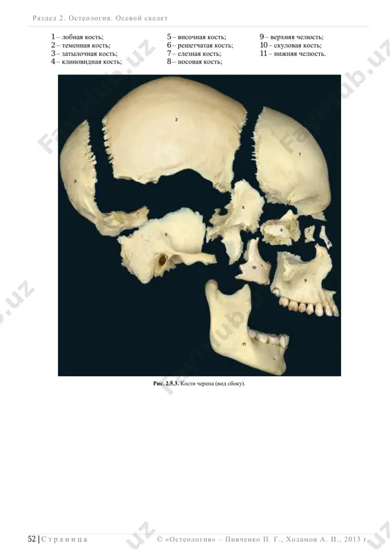 _____________________ 56 | s t r a n i ts a © «osteologiya» – pivchenko p. g., xolamov a. i. , 2013 g . chast 2: razvitie kostey cherepa embriogenez mozgovogo cherepa – vokrug zakladki golovnogo mozga na 1-m mesyatse vnutriutrobnogo razvitiya iz mezenximi formiru- etsya soedinitelnotkannaya obolochka (pereponchataya stadiya razvitiya cherepa). posle rojdeniya uchastki pereponchatogo cherepa soxranyayutsya v oblasti rodnichkov i shvov. pereponchatiy cherep na nijney poverxnosti embrionalnogo golovnogo mozga na 2-m mesyatse embriogeneza zameshaetsya xryashevoy tkanyu (ris. 2.5.7 – a i b) (xryashevaya stadiya razvitiya cherepa). xryashevaya tkan v pereponchatom cherepe zakladivaetsya vokrug struni  xordi (1) v vide obosoblennix xryashevix plastin (polos). ryadom s xordoy poyavlyayutsya okoloxordovie xryashi (2), speredi xordi  predxordovie xryashi (3), ryadom s yamkoy gipofiza  xryashevie cherepnie perekladini (4). iz mezenximi formiruyutsya xryashevie kapsuli dlya organov obonyaniya (5), zreniya (6) i sluxa (7). eti kapsuli srastayutsya s xryashevimi zakladkami osnovaniya cherepa. obosoblennie …