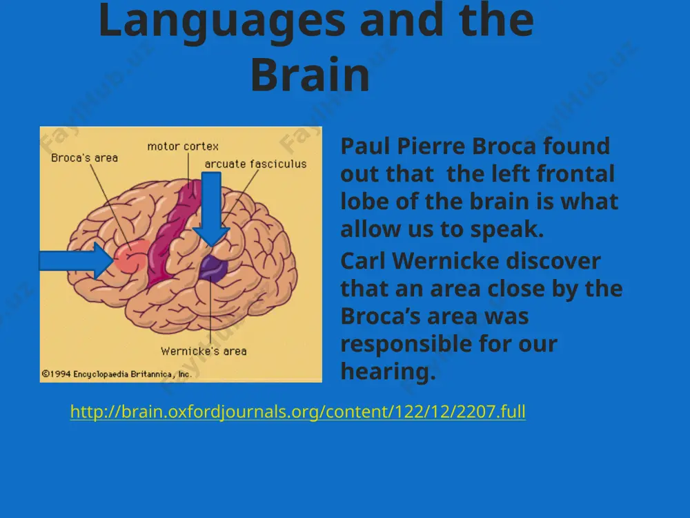 tions is yes. according to a test realize by wuillemin and richards, people how learn a language after the age of 12, tend to use more their right side of their brain, and this also tells us that younger children don’t have the need to use the right side. does the organization of the brain for l2 in relation to l1 differ with age of acquisition, how it is learned, or level of proficiency? on this note i have to said that as we learn before young children brains have more plasticity and therefore they don’t have the need to use the other side. the reason is that plasticity allows the brain to mold to the needs of the children. specially when it comes to learning a new language. 10 do two or more languages show the same sort of loss or disruption after brain damage? when there is differential …