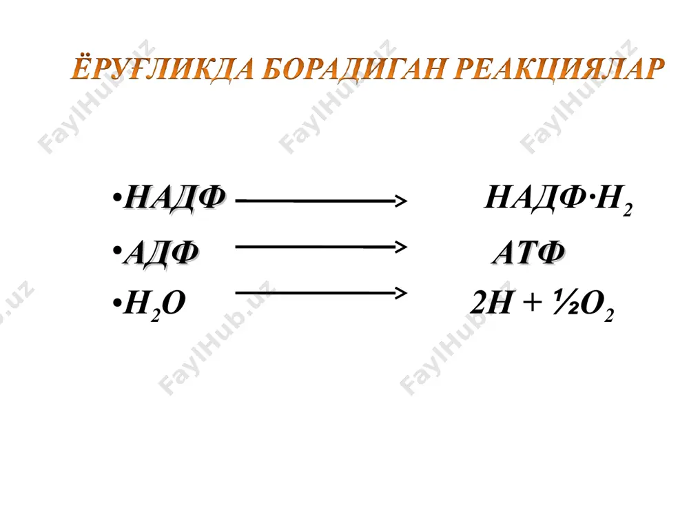 об парчаланиш (гликолиз). бунда аввал пируват кислоаси хосил бўлади ва кам энергия ажралиб чиқади (80 ккал); 2) пируват кислота карбонат ангидрид ва сувга парчаланади. ii аэроб парчаланиш (кислородли шароит) ди- ва трикарбонкислоталар цикли деб аталади. 3. углеводланинг парчаланиш схемаси крахмал глюкоза-1-фосфат глюкоза-6-фосфат фруктоза-6-фосфат дихотомик апотомик пироузум кис-та рибулоза-1,5-дифосфат с2н5он этил спирти сн3соон сирка кис-та сн3снонсоон сут кис-та со2 со2 + н2о аэроб анаэроб гликолиз – анаэроб шароитда глюкозани (олти атомли бирикмани) 2 та уч атомли бирикмага айланиши хисобланади. гликолиз нафас олишининг дастлабки босқичи сифатида барча ўсимлик, хайвон ва микроорганизм хужайралари учун универсалдир. гликолиз учун дастлабки манба сифатида ўсимликлардаги запас озуқа полисахарид бўлган крахмал, хайвон ва микроорганизмлар учун гликоген саналади. нафас олиш жараёнида фойдаланиш учун полисахаридлар гидролизланиб глюкозага, гликоген эса глюкозо-6-фосфатга айланади. шундан кейин гексозалар оксидланиш жараёнларида энергия хосил қилиш учун сарфланади. хужайраларда глюкозани кислородсиз мухитда оксидланиши дегидратланиш йўли билан амалга ошади, н акцептори кофермент над+ хисобланади. реакции цитоплазмада амалга ошади, …
