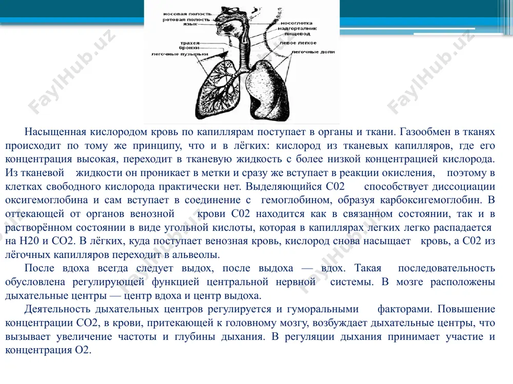 нижний конец трахеи делится на два бронха, которые затем многократно ветвятся, образуя в лёгких бронхиальное дерево. самые тонкие веточки называются бронхиолами. лёгкие занимают почти весь объем грудной полости и представляют собой упругие губчатые органы. правое лёгкое делится бороздами на три доли, левое — на две доли. практическая часть разряды системы-подсистемы отделы классификация отряды - подотряды роды семейства группы-подгруппы классы-подклассы виды – подвиды типы – подтипы теоретическая часть технология «разбивка на кластер» подобрать слова связанные с понятием классификация = класс = классифицировать. !!! обратите внимание! сообщение о классификации предметов может содержать следующую информацию: - признак (основание) классификации; - классифицируемые объекты; - классы (типы, виды) объектов; - представители классов. запись предложений с последующим анализом и выходом к конструкциям построения а) скелет туловища делится на позвоночный столб и грудную клетку. скелет туловища грудная клетка позвоночный столб что? делится на что? б) 1) непарные кости: затылочная, лобная, клиновидная, решетчатая; 2) парные кости: теменная, височная …