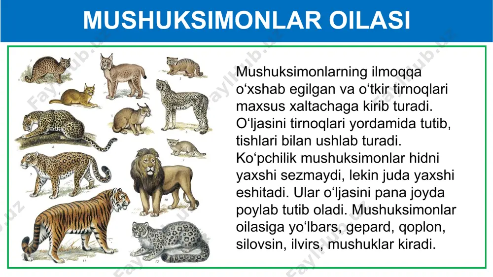 yirtqich sutemizuvchilar turkumi - Page 5
