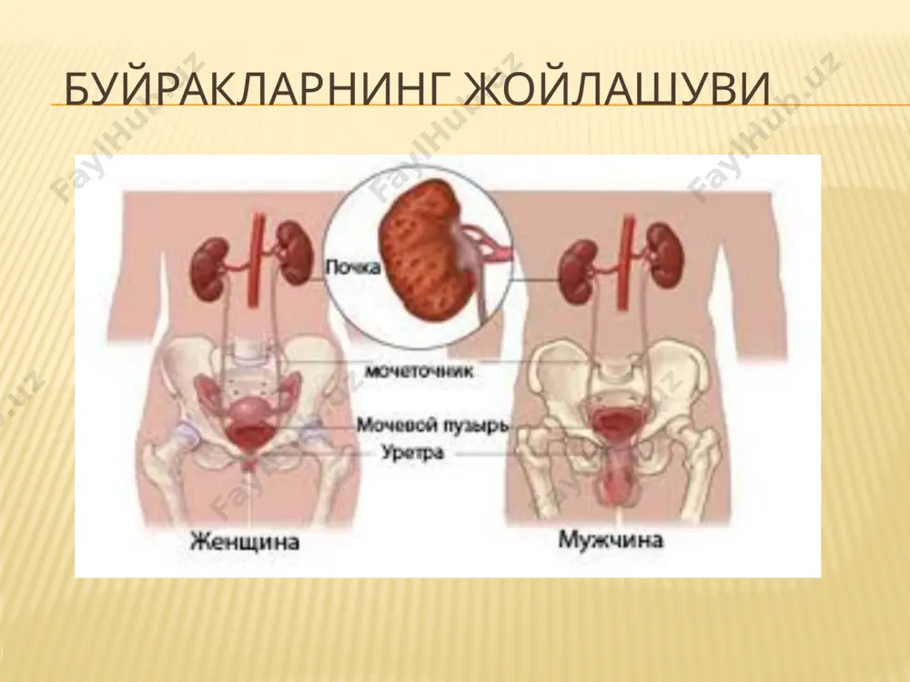 и 4 – шиллиқ ости пардаси 5 – мушак парда 6 – адвентициал парда сийдик пуффаги сийдик пуфаги девори 1 – ўзгарувчан эпителий 2 – хусусий пластинка 4 – мушак парда 5 – бириктирувчи тўқима 5а - мезотелий image3.jpeg image4.jpeg image5.jpeg image6.jpeg image7.jpeg image8.jpeg image9.jpeg image10.jpeg image11.jpeg image12.png image13.png image14.jpeg image15.jpeg image16.jpeg image17.jpeg image18.jpeg image19.png image20.jpeg image21.png image22.png image23.png image24.jpeg image25.jpeg image26.jpeg original transmission electron microscopic section original transmission electron microscopic section original transmission electron microscopic section /docprops/thumbnail.jpeg