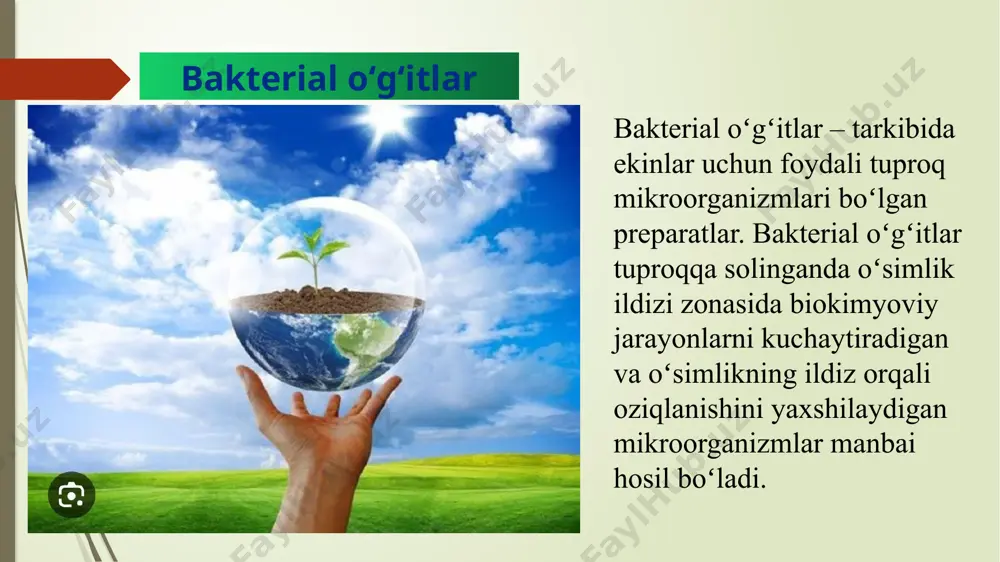 – tar-kibida mikroorganizmlar (azotobakter) boʻlgan bakterial oʻgʻit; azotobakter at-mosferadagi azotni oʻzlashtirib, uni oʻsimlik oson oʻzlashtira oladigan shak-lga aylantirib beradi. tuproqli a. (bunda neytral tuproq substrat vazifa-sini oʻtaydi) hamda agarli a. (substrat – agar-agar) farq qilinadi. tuproqli a. qoʻllaniladigan joyda tayyorlanadi. buning uchun a. chirindi moddasiga boy boʻlgan tomorqa yoki bogʻ tuprogʻida koʻpaytiriladi. a. maxsus zavod va laboratoriyalarda torfli, chirindili yoki agarli pre-parat holida tayyorlanadi. a. dukkaksiz oʻsimliklarning azotli oziqlanishini yaxshilash uchun madaniylashgan, neytral reaksiyali hamda tarkibida yetarli miqdorda fosfor boʻlgan tuproqqa urugʻlik bilan birga solinadi. 1 ga yerga sarflanadigan urugʻlik normasiga 3–6 kg a. qoʻshiladi (qarang azot toʻplovchi mikro-organizmlar, bakterial oʻgʻitlar). nitrofoska — tarkibida azot, fosfor, kaliy boʻlgan murakkab mineral oʻgʻit. unda 12% dan azot, fosfor va kaliy bor. n. fosfor xom ashyosi (apatitlar yoki fosforitlar)ni nitrat kislota bilan parchalab, unga kaliy xlorid qoʻshib donadorlash va quritish yoʻli bilan ishlab chiqariladi. gʻoʻzaga samaradorligi oddiy oʻgʻit aralashmasi samaradorligigayaqin. oziqlantirishda 50– 70 …