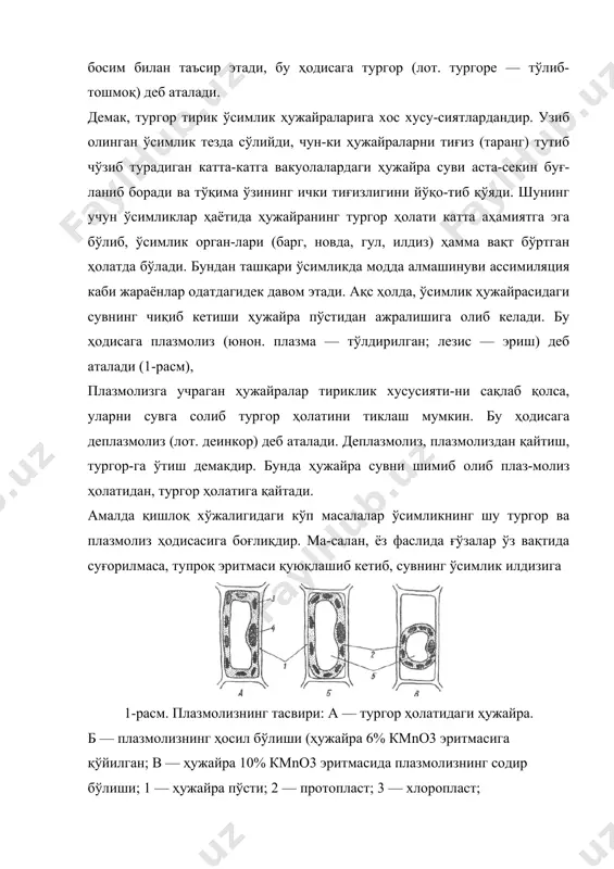 ҳосил бўлиши тўлиқ ўрганилмаган. лизосомалар (юнон. л и з и о — эритаман; с о м а — тана) гидролитик фермент бўлиб, унинг катталиги 0.5—2 нмк. ҳар бир лизосом гиалоплазмадан пишиқ мембрана билан чегараланган. улар эндоплазматик ретикулум ёки гольджи аппаратидан ҳосил бўлади. лизосомаларнинг асосий вазифаси макромолекулали биологик моддаларни (нуклеин кислоталар, оқсиллар, ёғлар, полисахаридлар, органик бирикм" тарни) эритиш-дан иборат. бундан ташқари озиқ моддаларни ҳазм этиш-да ва парчаланган органеллаларни (пластид, митохондрий) чиқариб ташлашда фаол қатнашади. ҳужайра шираси. ҳужайра ширасининг тарки-бий қисми ўсимлик тури, органлар, тўқима ва ҳужайра ҳолатига қараб ўзгаради. ҳужайра ширасида карбонсув- лар, органик кислоталар, алкалоидлар, глюкозидлар ва кўпгина бошқа модцалар бўлади. карбонсувлар. ҳужайра шираси таркибида карбонсув-лардан сахароза, глюкоза ва фруктоза кўпроқучрайди. бу моддалар цитоплазманинг нафас олиши учун асосий энер-гия манбаи ҳисобланади. сахароза — шакарқамиш деб аталадиган ўсимлик ҳужайра ширасида бўлади. бу ўсимлик тропик минтақа-ларда ўсади. сахароза қанд лавлаги илдизмеваларида ҳам жуда кўп миқдорда тўпланади. озиқ-овқат учун ишлати-ладиган қанд шакарқамиш ва …