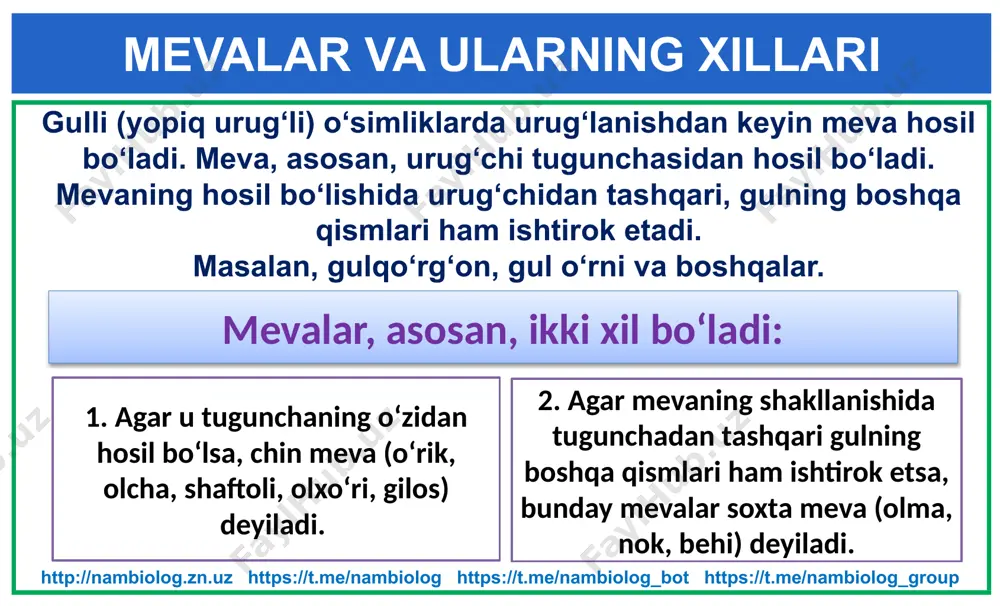 mbiolog https://t.me/nambiolog_bot https://t.me/nambiolog_group qo`zoq va qo`zoqcha mevalar qo`zoq meva (karam, qurttana, rediska, turp) ikkita mevabargdan hosil bo`ladi, pishgach ikkita pallaga ajraladi. pallalar orasida yupqa to`siq bo`lib, unga urug`lar birikadi. qo`zoqcha meva tuzilishi bilan qo`zoq mevaga o`xshaydi, faqat bo`yi kaltaroq bo`ladi. http://nambiolog.zn.uz https://t.me/nambiolog https://t.me/nambiolog_bot https://t.me/nambiolog_group pista mevalar http://nambiolog.zn.uz https://t.me/nambiolog https://t.me/nambiolog_bot https://t.me/nambiolog_group mevalarning tabiatdagi va odamlar hayotidagi ahamiyati. mevalar, birinchi navbatda, o‘simliklaming ko‘payishi, tarqalishi va nasi qoldirishi uchun kerak. yovvoyi holda o‘sadigan o‘simliklarning mevasidan tabiatdagi barcha tirik mavjudotlar oziqlanadi. ayrim mevalar yerga to‘kilib, chirib, yerni organik moddalarga boyitadi. odamlar hayotini esa mevasiz tasavvur etib bo‘lmaydi. mevalar bevosita tabiiyligicha iste’mol qilinadi. ulardan oziq-ovqat va qandolatchilik sanoatida har xil mahsulotlar tayyorlanadi. mevalardan olinadigan moylardan xalq xo‘jaligining turli sohalari (oziq-ovqat, texnika, og‘ir sanoat, atir-upa)da foydalaniladi. http://nambiolog.zn.uz https://t.me/nambiolog https://t.me/nambiolog_bot https://t.me/nambiolog_group mustahkamlash uchun nazorat savollari 1.meva qanday hosil bo‘ladi? 2.ho‘l va quruq mevalar bir-biridan qanday farq qiladi? 3.chin mevalardan soxta mevalarning farqi nimada? 4.olma, nok, behi nima …