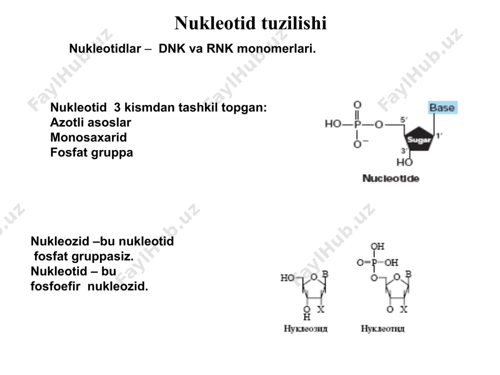 l bоlgan pirimidin dimerlari fotoliaza ta’sirida yоqotiladi. dnk reparatsiyasi buzilishi bilan kechadigan kasalliklarga pigmentli sklerodermiya va trixotiodistrofiya kiradi. rnk biosintezi rnk transkripsiya yоli bilan sintezlanadi. dnkga yozilgan genetik axborotning rnkga kоchirilishi va rnkdan ribosomalarga оtkazish jarayoniga transkripsiya deb aytiladi dnkning transkripsiya qilinadigan bоlagiga transkripton deb ataladi. unda 300dan 108 gacha nukleotidlar bоladi. transkriptonda quyidagi qismlar tafovut etiladi: promotor akseptor qism struktur genlar terminator qism transkripsiya 3 bosqichda kechadi: initsiatsiya elongatsiya terminatsiya transkripsiya picture1.wmf picture2.png picture3.wmf picture4.wmf picture5.png picture7.wmf picture8.wmf picture9.png picture12.wmf picture13.png picture14.wmf picture22.png