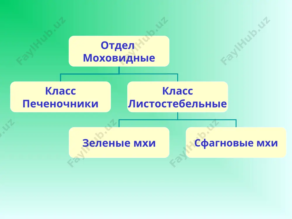 отдел моховидные, особенности строения и жизнедеятельности - Page 4
