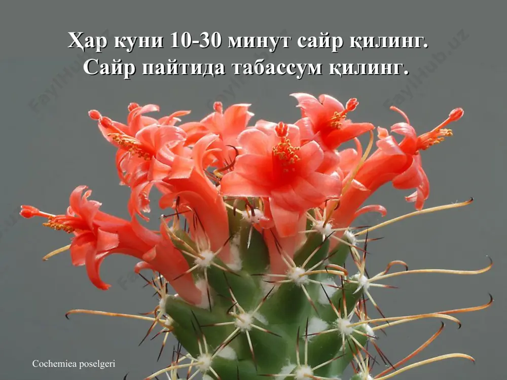abarina соғлигингизни йўқотганингизда сизни ишингиз эмас, дўстларингиз йўқлайди. улар билан алоқада бўлинг. lobivia peclardiana кечиримли бўлиш ва ҳаммани барчаси учун кечиришга ҳаракат қилинг. mammillaria slevinii бировларнинг сиз ҳақингиздаги фикрлари сизни ҳеч қачон ташвишга солмасин. copiapoa tenuissima яхши ва ёмон дамлар ўткинчи эканлигини унутманг. ortegocactus macdougallii яхшилик ва фойда келтирмайдиган барча нарсалардан воз кечинг. parodia spaniosa ҳасад қилманг. сизга инсон учун барча керакли нарсалар оллоҳ томонидан берилганлигини унутманг. parodia spaniosa яхши кунлар ҳали олдинда. ўзингизни қандай ҳис қилишингиздан қатъий назар, одамлар орасида бўлинг. доим меъёрни билинг. * ички “мен”нингиз доимо бахтли. сиз ҳам бахтли бўлишга ҳаракат қилинг! * виждон билан иш тутинг! * оилангиздан доимо хабардор бўлинг. * бошқалар учун ҳар куни яхшилик қилишга ҳаракат қилинг. * бу фойдали маслаҳатларни яқин кишиларингизга ҳам кўрсатинг.