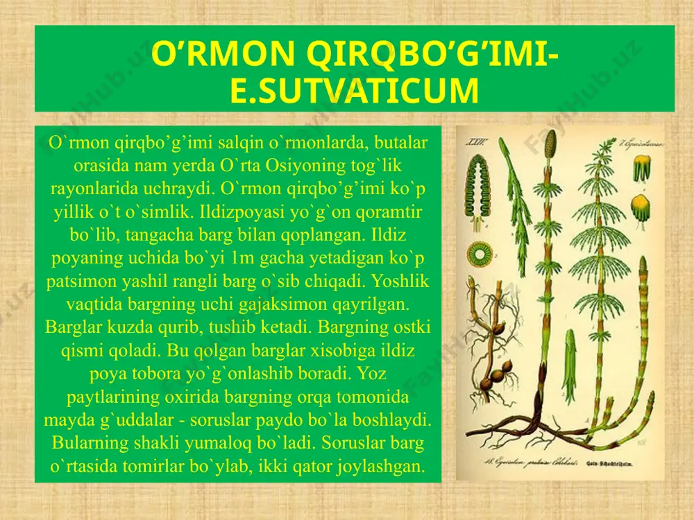 qirqbogim –eguisetophyta - Page 4