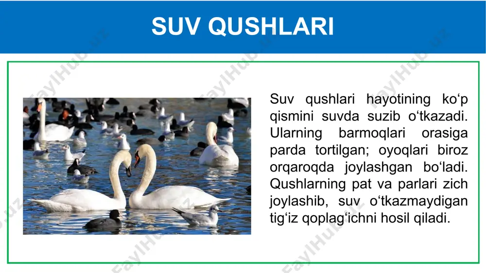 suvda hayot kechiradi. go‘zlar suvda hayot kechirishga qanday moslashgan? 2. nima sababdan faqat suv qushlari paridan par yostiqlar tayyorlanadi? mustaqil bajarish uchun topshiriqlar: 1. darslikning 159-, 162-sahifalarini o‘qish. 2. mavzu oxiridagi topshiriqlarni bajarish e’tiboringiz uchun rahmat image1.jpeg image2.png image3.png image4.png image5.png image6.png image7.png image8.png image9.png image10.png media1.mp3 image11.png image12.png image13.png media2.mp3 image14.png image15.png media3.mp3 image16.png media4.mp3 image17.png image18.png image19.png media5.mp3 image20.png image21.png anas platyrhynchos anas platyrhynchos other 14.472 sinisorsa (anas platyrhynchos) taiga bean goose (anser fabalis) taiga bean goose (anser fabalis) jelmer poelstra xeno-canto anatidae 151.33429 eng - xc109683 © jelmer poelstra // hjã¤lstaviken, uppland (59.6578, 17.3851), sweden // 50m // 09:20h, 2012-09-11 // call // several fragments of groups flying by; different birds each time. // also: common linnettcop�������2012 jelmer poelstrawcop���1��http://creativecommons.org/licenses/by-nc-nd/2.5/woaf������http://xeno-canto.org/109683 swan swan sound clip звуки животных 2018 sound clip 2.064 108.61993 eng - https://wav-library.net/ 38.21714 ��� - /docprops/thumbnail.jpeg