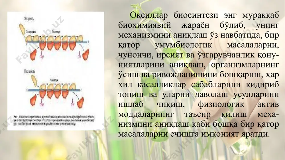 кўпчилик аминокислоталар иккита ва ундан ортиқ т-рнк ёрдамида ташилиши аниқланган. ҳар бир т-рнк маълум аминокислотанинг ўзига хос бўлиб, нуклеотидли таркибининг мунтазамлиги билан бошқа т-рнклардан кескин фарқ қилади. * т-рнклар молекуласида структура жиҳатдан бир-биридан ажралган ва автоном ҳисобланган иккита актив қисм бор. булардан бири антикодон деб аталадиган жуфтлашмаган учта нуклеотид қолдиғидан ташкил топган бўлиб, и-рнк даги комплементлар асосларни (кодонни) аниқлаш хусусиятига эга қисмдир. турли т-рнклар антикодонидаги нуклеотидлар таркиби ва кетма-кетлиги ҳар хил бўлади. иккинчиси эса специфик аминоацил-т-рнк-синтетаза ферментларини аниқлашга муносабати бўлган қисмдир. * 1985 йилда ф.крик яратган “адапторлик гипотезаси”га кўра полинуклеотид занжир билан полипептид занжир ўртасида оддий стерик мувофиқлик мавжуд эмас. шунинг учун нуклеотидларнинг кетма-кетлигини ифодаламайди. аминокислоталарнинг полипептид занжирда маълум тартибда жойлашиши адапторлар иштирокида амалга ошади. адапторлик вазифасини т-рнклар бажариши кейинчалик аниқланган. бу адапторлар “нусха” вазифасини бажарувчи информацион рнк занжирининг маълум қисмларига комплементар бўлган асос группалар ёрдамида бирикади. * адапторлик гипотезасидан келиб чиқадиган муҳим хулосалардан бири шуки, янгидан ҳосил бўлаётган оқсил …