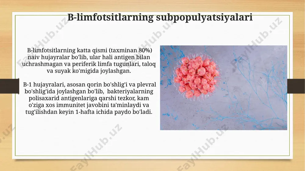 limfotsitlar: populyatsiyalar, subpopulyatsiyalar va limfa - Page 4