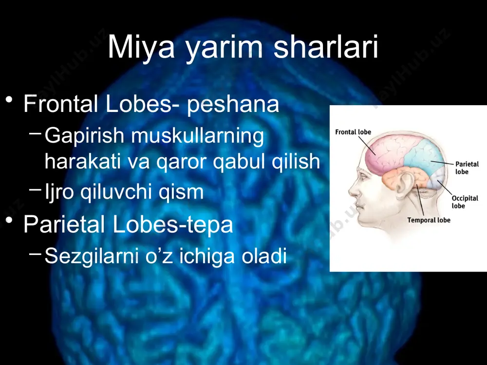 acha miya, bo‘yiga va balandligiga bir tekis o‘sib, uning og‘irligi bir yoshda 2 marta, 3-4 yoshda 3 marta oshadi, 7 yoshdan so‘ng miya og‘irligi sekin o‘zgarib, 20 yoshda erkaklarda 1355g, ayollarda 1220g ni tashkil qiladi. bosh miyani ayrim qismlari bir xil o‘smaydi. peshona va tepa bo‘laklari nisbatan tez o‘ssa, ensa bo‘lagi esa juda sekin o‘sadi. miya so‘g‘oni miya so‘g‘oni (truncus ensephali) tarkibiga uzunchoq miya (medulla oblangata), ko‘prik (pons) va o‘rta miya (mesencephalon) kiradi. uzunchoq miya uzunchoq miya (meddulla oblangata) orqa miyaning bevosita davomi bo‘lib, rombsimon miyaning pastki qismidir. uning tashqi tuzilishi orqa miyaga, ichki tuzilishi bosh miyaga o‘xshagani uchun myelencephalon deb ataladi. uning pastki chegarasi katta teshik sohasida yoki i juft orqa miya nervi ildizining yuqori chekkasida. yuqori chegarasi old yuzasida ko‘prikning pastki chekkasida bo‘lsa, orqa yuzasida miya hoshiyalariga to‘g‘ri keladi. uzunchoq miyaning yuqori qismlari kengayib piyozcha shaklini olgani uchun uni miya piyozchasi (bulbus cerebri) deb ham ataladi. uzunchoq miya …
