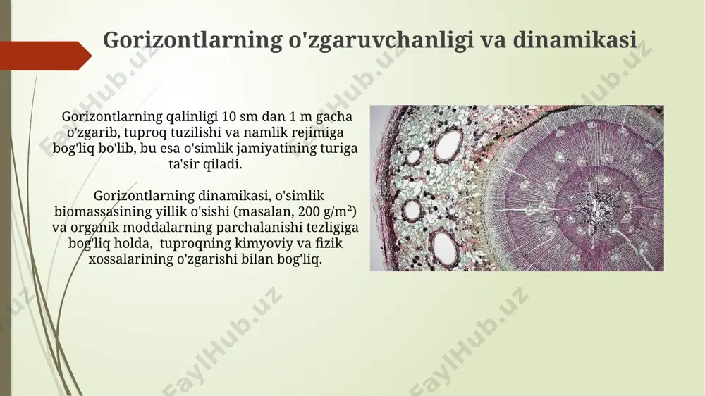 fitotsenoz gorizontlari va ularning tiplari - Page 4