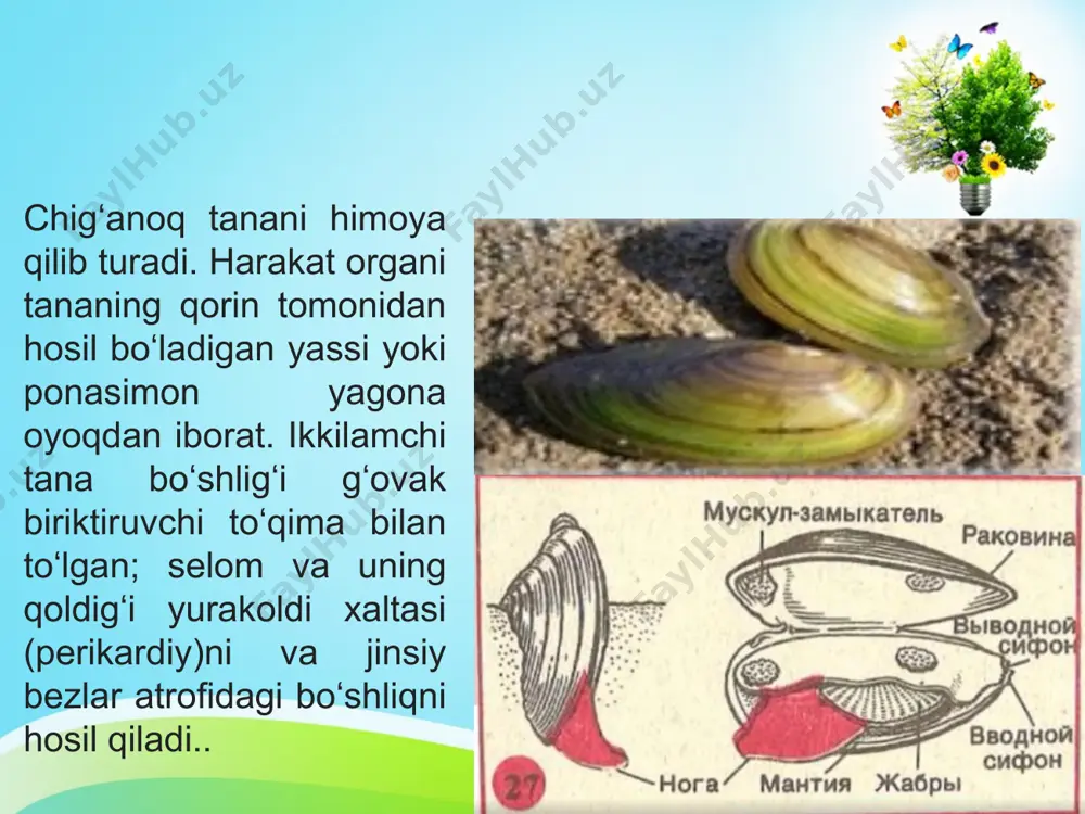 molluskalar - Page 3