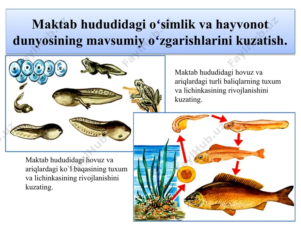 maktab hududidagi oʻsimlik va hayvonot dunyosining mavsumiy oʻzgarishlarini kuzatish - Page 5