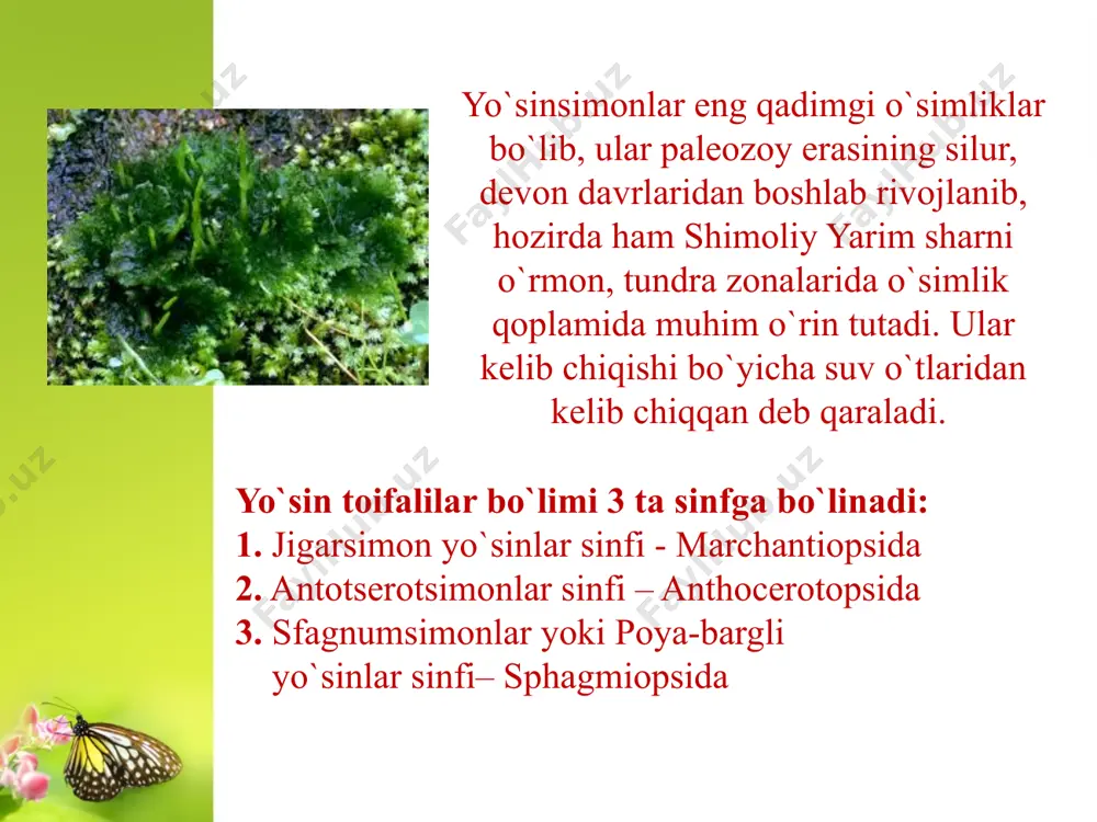 yana biri yetilgan sporadan protonemaning o`sishidir. bu sinfchaga bittadan kabila (sphagniales) bitta oila (sphagnaceae) turkum (sphagnum) va 300 dan ziyodroq tur kiradi. keng tarqalgan turlariga: s.cuspidatum s.acutifolium, s. sguarrosum larni kiritish mumkin. sfagnumlar ko`p yillik o`t o`simliklar bo`lib, sporadan o`sib chiqqan bir yillik poyasining asosida rizoidlar bo`ladi. sfagnumkabilar-sphagnidac sfagnumlarning vegetativ ko`payishi, novdalarining ajralishi tufayli, ba`zan esa poyasi yordamida amalga oshadi. sfagnumlar bir yoki ikki uyli o`simlik, bir uyli vakillarida arxegoniy va anteridiylar turli shoxchalarda joylashgan. adabiyotlar: salobiddinov s. s. gulli o`simliklar sistematikasi. t. «o`qituvchi» 1966 hamdamov i va boshqalar. botanika asoslari. t. «mehnat». 1990 xrjanovskiy v. ch. kurs obshey. botanika. m. vo`sshaya shkola. 1982 kursanov l. i. va boshqalar. botanika (o`simliklar sistematikasi). toshkent. «o`rta va oliy maktab» 1963 mustafoev s. m. botanika. toshkent. «o`zbekiston» 2002 image2.jpeg image3.jpeg image4.jpeg image5.jpeg image6.jpeg image7.jpeg image8.jpeg image9.jpeg image10.png image1.jpeg