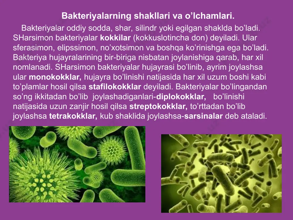 osil qiladilar yuqorida keltirilganlardan tashqari, boshqa shakllarga ega bo‘lga mikroorganizmlar ham uchrab turadi. masalan, mikobakteriyalar tayoqchasimon shakldan tashqari, rivojlanishning dastlabki vaqtlarida shoxchasimon shaklga ham ega bo‘ladilar. ayniqsa shoxlanish shakli aktinomitsetlar hujayralariga xosdir. bakteriyalarni shakli va katta kichikligi oziqa muhitining tarkibiga, mikroorganizmlar shtammlarining yoshiga va ularni o‘sish sharoitlariga bog‘liq bo‘ladi bakteriyalar - mikroskopik (ko‘z ilg‘amas) organizmlar bo‘lganliklari uchun ham, ularni o‘lchami mikrometrlarda (1mkm=10-6m) o‘lchanadi. sharsimon shakldagi mikroorganizmlarning diametri 0,7-1,2 mkm; tayoqchasimonlarning uzunligi 1-10 mkm, eni 0,5-1,0 mkm bo‘lsa, ipsimon shakldagi bakteriyalarning uzunligi bir necha o‘n mikrometrgacha yetadi hujayrani tashkil etuvchi qismlarning o‘lchami bundan ham kichik bo‘lib, ular nanometrlar (1nm-10-9m) bilan o‘lchanadi. buning nima ekanligini ko‘z oldimizga keltirish uchun quyidagilarni faraz qilish kifoya: 1 ml suvda (1 litrning mingdan bir qismi) millionlab, 1 g tuproqda esa milliardlar mikrob hujayralari joylashishlari mumkin. bakteriyalar hajmining o‘ta kichikligi, ularni tuzilishini o‘rganishni biroz qiyinlashtiradi. zamonaviy mikroskoplani ayniqsa elektron va lyuminessent mikroskoplarni hamda hujayralarni bo‘yash usullarini ixtiro …