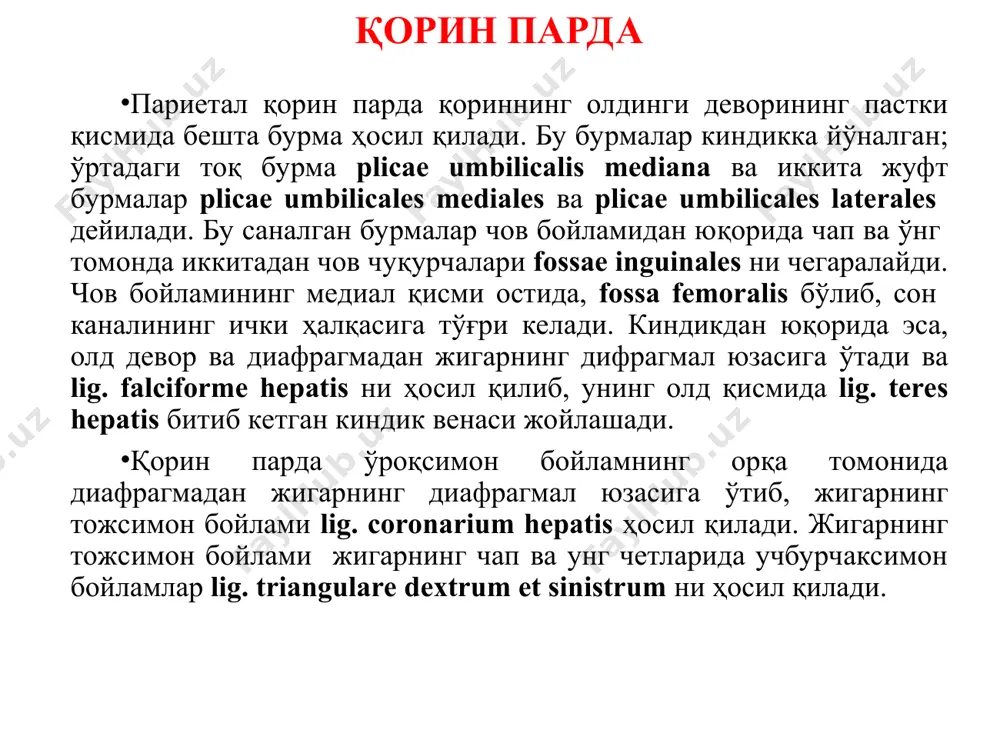 л қилади. қорин парда colon ascendens олд ва икки ёнидан ўрайди. сўнгра ўнг буйракнинг пастки қисми олд юзасини ўраб, медиал йўналишда m.psоas ва сийдик йўлининг олд юзасидан ўтиб, ингичка ичак тутқичи илдизи radix mesemterii олдида ичак тутқичнинг ўнг варағига буралиб ўтади. ингичка ичакни ҳар томондан сероз парда билан таъминлаб, ичак тутқичнинг чап варағига ўтади. ичак тутқичининг чап варағи ўз илдизи соҳасида қориннинг орқа деворидаги париетал вараққа ўтади. ва чап буйракнинг пастки қисмини қоплаб colon descandens га ўтади. пастга тушувчи чамбар ичак ҳам юқорига кўтарилувчи чамбар ичак билан бир хил ҳолда қорин пардага нисбатан жойлашади. сўнгра қорин парда яна қориннинг олд деворига ўтади. қорин парда қорин парданинг тузилишини ўзлаштириши осон бўлиши учун, унинг бўшлиғи 3 қаватга: юқори, ўрта ва пастки қаватга бўлинади. қорин парда бўшлиғининг юқори қавати учта ҳалтага bursa hepatica, bursa pregastrica ва bursa omentalisга бўлинади. bursa hepatica, жигар ҳалтаси жигарнинг ўнг бўлагини ўз ичига олиб ошқозон олди ҳалтаси bursa …