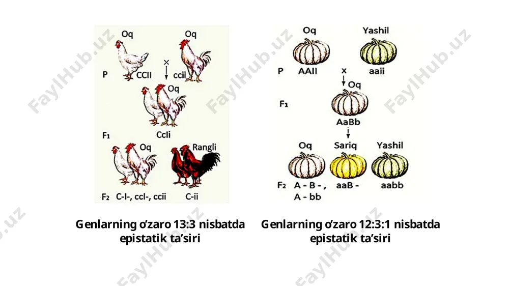 noallel genlarning ta’sirida belgilarning irsiylanishi (epistaz) - Page 4