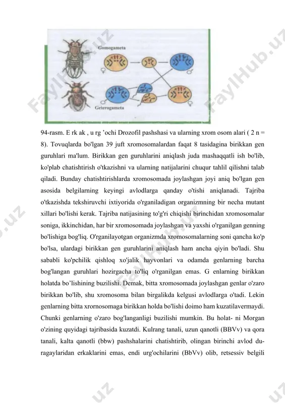 lik hayvonlari va odamda genlarning barcha bog'langan guruhlari hozirgacha to'liq o'rganilgan emas. g enlarning birikkan holatda bo’lishining buzilishi. demak, bitta xromosomada joylashgan genlar o'zaro birikkan bo'lib, shu xromosoma bilan birgalikda kelgusi avlodlarga o'tadi. lekin genlarning bitta xrornosomaga birikkan holda bo'lishi doimo ham kuzatilavermaydi. chunki genlarning o'zaro bog'langanligi buzilishi mumkin. bu holat- ni morgan o'zining quyidagi tajribasida kuzatdi. kulrang tanali, uzun qanotli (bbvv) va qora tanali, kalta qanotli (bbw) pashshalarini chatishtirib, olingan birinchi avlod du- ragaylaridan erkaklarini emas, endi urg'ochilarini (bbvv) olib, retsessiv belgili (bbw) erkak pashshalari bilan chatishtirdi (95-rasm). bunday chatishtirish natijasida hosil bo'lgan duragaylar ikki xil bo'lmasdan to'rt xil bo'lib chiqdi, ya'ni: 1.kulrang tanali uzun qanotli bbvv 2.kulrang tanali kalta qanotli bbvv 3.qora tanali uzun qanotli bbvv 4.qora tanali uzun qanotli bbvv lekin duragaylarning son jihatidan bir-biriga bo'lgan nisbati genlarning mustaqil taqsimlanishidakuzatiladigannisbatiga(l : 1 : 1 : 1) to'g'ri kelmadi. morganningbutaj- ribasi natijasida olingan duragay pashshalarining kulrang tanali uzun …