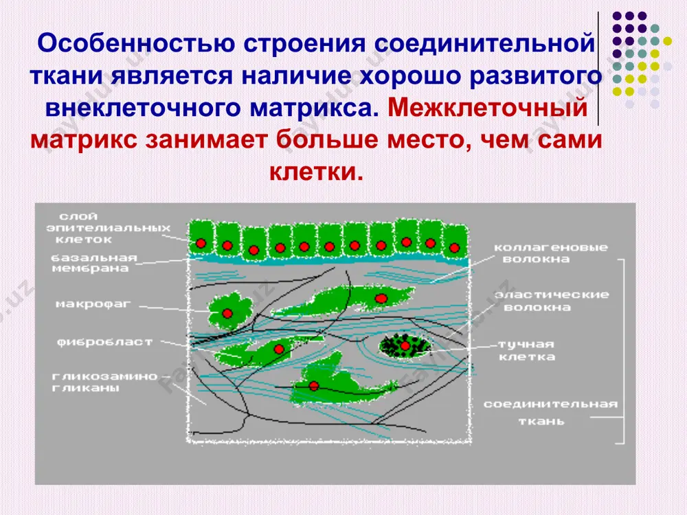 на. включает 2 этапа: - внутриклеточный - внеклеточный на первом этапе происходит пострансляционная модификация полипептидных цепей препроколлагена. во втором этапе – образуются зрелые коллагеновые волокна. * внутриклеточный этап созревание коллагена включает в себя ряд последовательных изменений цепи препроколлагена: 1) отщепление сигнальной пептидной последовательности от n-конца препроколлагена и образование проколлагена (на мембране эпр) рибосома мембрана эпр синтезируемый белок везикулярное пространство эпр n-концевая сигнальная последовательность * 2) гидроксилирование пролина и лизина проколлагена, катализируют ферментативные реакции - гидроксилазы синтезированный гидроксипролин (гипро) участвует в образовании водородных связей в тройной спирали коллагена. гидроксилизин (гилиз) является участником последующего гликозилирования проколлагена и может превращаться в гидроксиаллизин, который участвует в образовании сшивок между молекулами коллагена. рибосома мембрана эпр синтезируемый белок везикулярное пространство эпр он он он * ферментам гидроксилазам для осуществления реакции гидроксилирования необходим атом двухвалентного железа и его восстановитель - витамин с (аскорбат) * 3) гликозилирование гидроксилизина под действием гликозилтрансфераз (присоединение углеводного компонента) углеводные компоненты связываются с …
