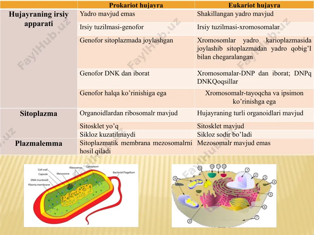 har ikki uchida bittadan xivchinlari bo’lgan, bipolyar monotrix, hujayrasini har ikkala uchida bir tutam xivchinlari bo’lgan bipolyar politrix, hujayraning hamma qismlarida bir tekis joylashgan xivchinlari bo’lgan peritri xillarga bo’lib o’rganiladi. ayrim bakteriyalarda xivchinlar hujayraning ikkala yonbosh tomonlari-laterial holda ham joylashgan bo’ladi. bitta bakteriya hujayrasidagi xivchinlarning soni 1-2 tadan to 50-100 ta va undan ham ko’p bo’lib, ularning joylanish tartibi, soni, har bir bakteriya turi uchun asosiy belgilaridan biri bo’lib hisoblanadi. fimbriyalar bakteriya hujayralarini mikroskop ostida ko’rganda xivchinlari bilan birga ulardan ancha kalta o’simtalar ko’rinib, so’rg’ichlar yoki fimbriyalar deb atalgan. ularning uzunligi 0,3-0,4 mkm, ko’ndalang kesmasi esa 5,0-10 nm atrofida keladi. fimbriyalar tsitoplazmatik membrananing hosilasi bo’lib, tsilindr shaklida to’ppa-to’g’ri ko’rinishdadir. fimbriyalarning morfologiyasi, bajaradigan vazifasiga ko’ra bir necha guruhlarga bo’linadi. birinchi guruh fimbriyalari hujayrani biror narsaga biriktirib turish yoki ma’lum shakldagi to’plamlarni hosil qilishda o’zaro tutashish vositasi sifatida xizmat qiladi. bundan tashqari oziq muhitidagi molekulasi yirik molekulalarni hujayra tsitoplazmasiga kiritishda ishtirok etsa …