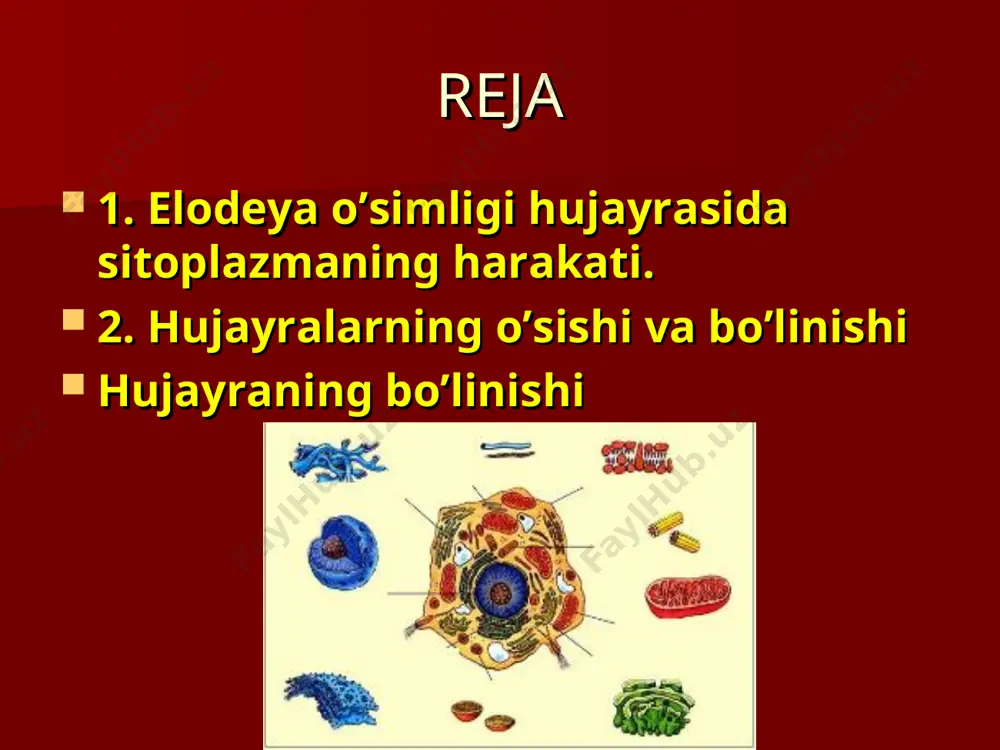 ib, hujayralar ichiga tashqaridan turli moddalar kiradi. bu hujayralarning hayotiy xususiyatlaridan biridir. hujayralarga xos muhim biologik xususiyatlardan biri ularning o’sishi va bo’linishidir. hujayralarning o’sishini mikroskopda kuzatish ancha murakkab bo’lsada, lekin kuzatish mumkin. tabiiyki, yosh hujayralar ancha mayda bo’lib, o’sgan sari yiriklasha boradi (rasm). shuni aytish kerakki, har bir hujayra ma’lum o’lchamgacha o’sadi. o’sish jarayonida o’simliklarning ayrim hujayralari shaklini o’zgartirmagani holda, ko’pchilik hujayralar haklini ma’lum darajada o’zgartiradi. hujayralarning o’sishi va bo’linishi hujayralarning qobig’i yoshiga qarab qalinlashadi. qari hujayralarda vakuol sitoplazmaga qaraganda ko’proq joy egallaydi. bu belgi yosh va qari hujayralarni ajratish imkonini beradi. vaqt o’tishi bilan qari hujayralarda sitoplazma va mag’iz butunlay yo’qolib, ularning o’rnini suv yoki havo egallaydi, natijada ular nobud bo’ladi. hujayraning bo’linishi 1 - ona hujayra bo’linguncha; 2 - bo’linish oldidan hujayra mag’izi yiriklashadi; 3 - mag’izi ikkiga ajralgan hujayra; 4 - yosh hujayralar. ular sitoplazmadagi to’siq orqali ajralib turadi. siz endigina urug’dan unib chiqqan niholning vaqt o’tishi …