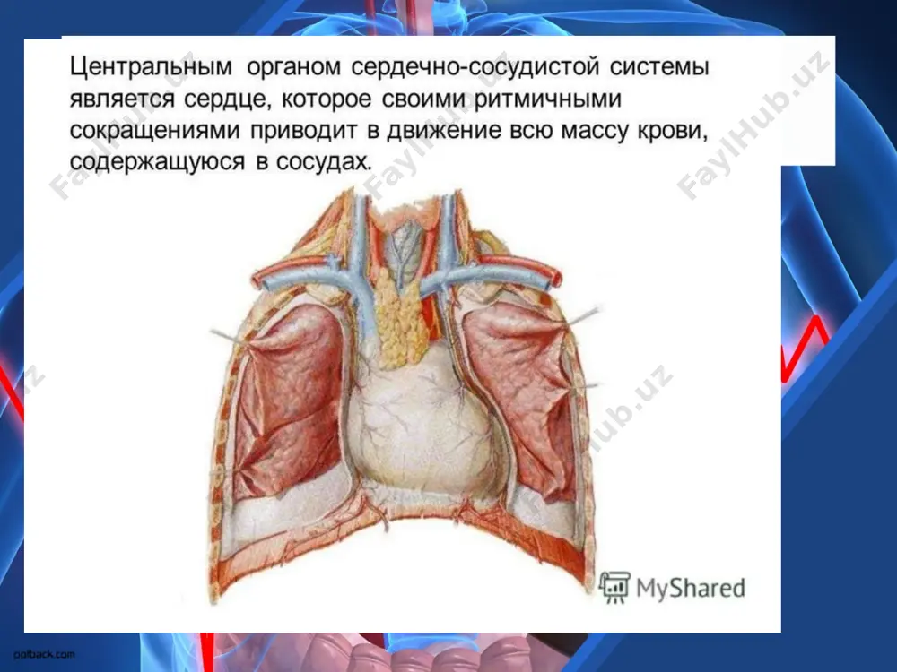 60-80 мм рт. ст. пульсовое давление - это разность между систолическим и диастолическим давлением, оно необходимо для открытия полулунных клапанов аорты и легочного ствола во время систолы желудочков. величину ад можно измерить двумя методами: прямым и непрямым. при измерении прямым, или кровавым, методом в центральный конец артерии вставляют и фиксируют иглу, которую резиновой трубочкой соединяют с манометром. этим способом регистрируют ад во время операции на сердце. в медицинской практике измеряют ад непрямым, или косвенным (звуковым), методом при помощи тонометра. термины и понятия. перикард – околосердечная сумка; эпикард – наружный серозный слой; миокард – средний мышечный слой; эндокард – внутренний слой; артерии – сосуды, несущие кровь от сердца, “гладкие воздухоносители”, “воздушные жилы”; аорта (греч) – “прямая артерия”; капилляры (лат) – “капилярис” – “волосной”; предсердие сердца (лат) – “атриум” – “передний двор”; желудочки – мускульные образования – проталкивают кровь по артериальному пути; клапан (нем) – “клаппе” – “крышка, заслонка, закрывание просвета”; сердце …