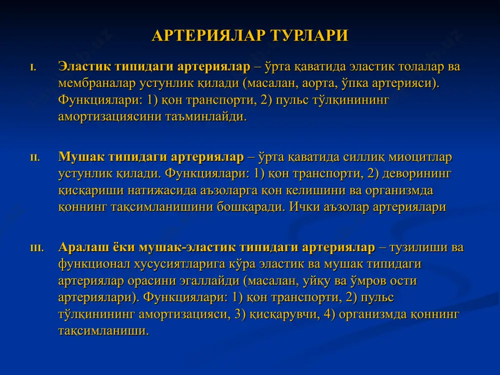 перицитлар ҳар томондан базал мембрана билан ўралган. ташқи қават – адвентициал ҳужайралар, нозик коллаген ёки ретикуляр толалардан ва аморф моддадан иборат. майда ёки тор - d=5-7 мкм; йирик ёки кенг - d=8-12 мкм; ва синусоид - d=20-30 мкм типдаги капиллярлар ва лакуналар фарқланади. қон капилляри ультраструктураси – схема 1 – эндотелиоцит а – ядро тутувчи қисми б – органелла тутувчи қисми в – модда алмашинуви қисми г –бирикиш қисми д – люминал юзаси гликокаликс билан қопланган е- микроворсинкалар 2 – базал мембрана 3 – перицит 4 – адвентициал хужайра 5 – коллаген толалар 6 - эритроцит е капиллярлар классификацияси: соматик типидаги (яхлит эндотелиий ва яхлит базал мембрана). локализацияси: скелет мушаклар, нерв системаси, ўпка ва бошқ. (d= 6-11 мкм) фенестрланган (дарчали) эндотелий типдаги (фенестрланган эндотелий ва яхлит базал мембрана). локализацияси: эндокрин органлар, буйрак, ичак. синусоид типдаги (тирқишли эндотелий ва илма-тешик базал мембрана). девори юпқа бўлиб, перицитлар тутмайди. синусоид капиллярлар веноз синусларга …