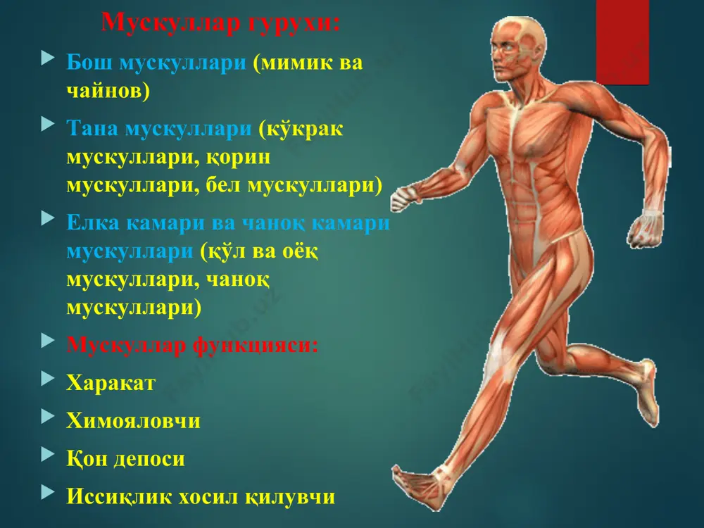 пластик анатомия - Page 4