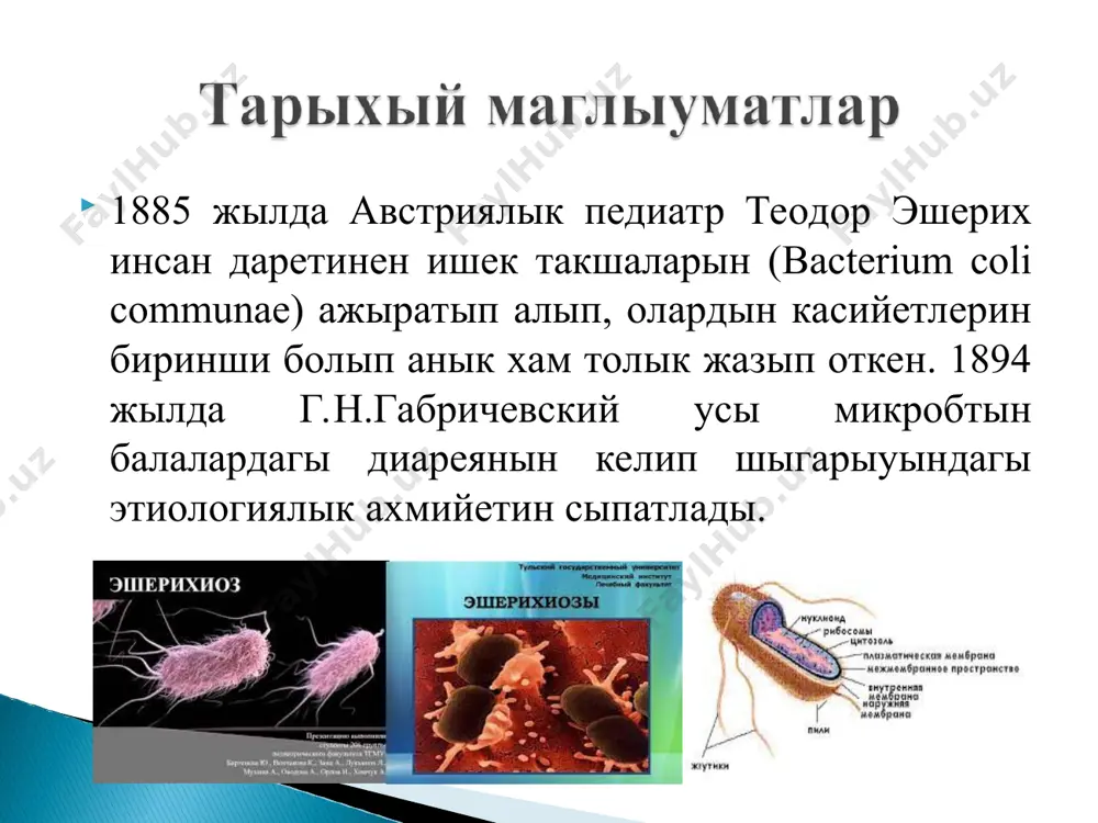 еротоксинлар хам колонизация факторы менен тийкарланады. энтеротоксиген штаммлар жинишке ишек талаларына жабысып алып, оны колонизация қылады. колонизация процесси энтеротоксинлердин коп мугдарда ажыралыуы менен кешеди. термостабил токсин оз дузилиси хам тасир механизмине карап холера токсинине уксас болады. ол аденилатциклазаны активлестирсе, термостабил энтеротоксин гуанилатциклазаны активлестиреди. бул болса энтероцитлерде цамф хам цгмф мугдарларынын асыуына алып келеди. бунын натийжесинде ишек бослыгына суу хам электролитлер кескин рауиште ажырала баслайды. аукат синиуинин бузылыуы, жинишке ишек эпителий секретор активлигинин кескин асыуы, суйыклык реабсорбциясынын кемейиуи эпэ хам этэ тарепинен шакырылатугын эшерихиозларда секретор иш кетиуи хам суусызланыу белгилеринин рауажланыуына алып келеди. эксикоз бенен биргеликте исиниу белгилери осип барады, зат алмасыуы, журек- кан тамыр хам нерв системасынын активлиги бузылады. гипоксемия хам метаболик ацидоз рауажланады. суу хам электролитлердин жок етилиуи айланып журген кан колеминин кескин кемейиуи, кушли характерленген гемодинамикалык бузылыулар, буйреклер фильтрациялаушы хам реабсорбцион уазыйпаларынын пасейиуи болады наийжеде олигурия хам анурия рауажланыуына алып келеди. патологиялык процесстин ауырлык дарежеси токсикоз- эксикоз дарежеси …
