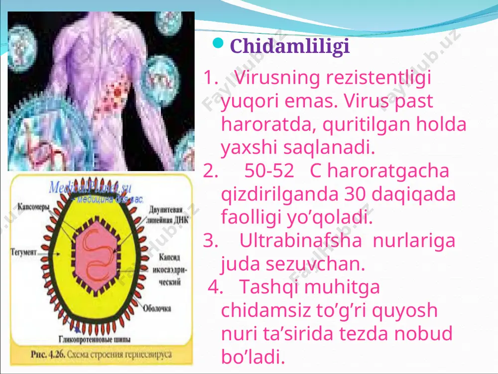 ana haroratining o‘rtacha ko‘tarilishi va engil zaxarlanish belgilari bilan o‘tadi. haroratning ko‘tarilishi asosan 3-5 kun, og‘ir hollarda 6-8 kun davomida kuzatiladi. limfa tugunchalari katta no‘xat yoki loviyadek kattalashadi, og‘riqsiz bo‘ladi. og‘iz shilliq pardalarida toshma bo‘lsa, murtak limfa tugunlari kattalashishi mumkin. suvchechakda birlamchi suvchechak o‘pka yalliglanishi (zotiljam) rivojlanishi, jigar, buyrak, taloq, oshqozon-ichak, oshqozon osti bezi, jinsiy a’zolr shikastlanishi mumkin. qonda suvchechakka xos o‘zgarishlar bo‘lmaydi. birinchi kunlari leykopeniya, limfatsitoz, monotsitoz, echt biroz tezlanishi kuzatiladi. ba’zan qisqa muddali leykotsitlar soni 20-30 minggacha oshishi mumkin. klinik amaliyotda 1975 yilda yunusova x.a. tomonidan tuzilgan suvchechakning klinik tasnifidan foydalaniladi. bunda suvchechak turlari, og‘irligi, kechishi bo‘yicha guruxlantirilgan. turlari og‘irligi kechishi tipik (o‘ziga xos) atipik (o‘ziga xos): a) rudimentar b) pustulali v) bullyozli g) gangrenoz d) gemorragik engil o‘rta og‘irlikda og‘ir a) yaqqol ifodalangan umumiy zaharlanish belgilari bilan b) yaqqol ifodalangan teridagi o‘zgarishlar bilan asoratli asoratsiz engil shaklda bemorning ahvoli o‘zgarmaydi. terida toshmalar tarqoq joylashgan bo‘lib, toshmalar polimorfizm …