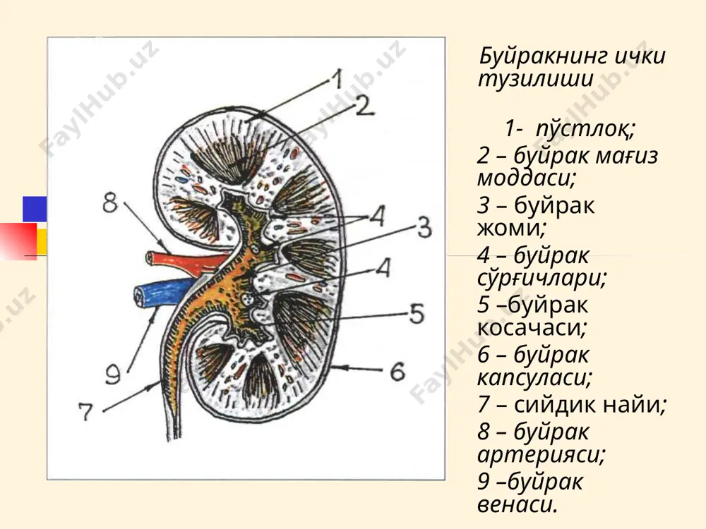 я- сийдик тутилиши, орыа мия зарарланганда, хушсиз холатларда. поллакиурия- сийдик ажратиш тезлашуви странгурия- оғриқли сийдик ажратиш сийдик ажратиш бузилиши поллакиурия -- cийдик ажратиш сонининг кўпайиши кузатилади: кунлик сийдик ажратиш кўпайганда (полиурия) исталган генезли шишлар қайтиш даврида ёки диуретиклар ичганда; сийдик пуфаги (циститда) ёки сийдик ажратиш канали яллиғланишида (уретритда) -бу икки холатда рецепторларнинг сезувчанлик бўсағаси пасаяди ва хаттоки сийдик пуфагининг оз миқдордаги сийдик хисобига салгина кенгайиши унинг бўшашига олиб келади. странгурия – сийдик ажратиш оғриқли ва ачишиш билан - сийдик пуфаги ва/ёки уретра яллиғланганда, поллакиурия билан бирга келади. оғриқ қорин пастида, қов устида локализацияланади, ва сийдик чикарув канали буйлаб ачишиш билан кечади. огрик ва ачишиш циститда ковук максимал кискарган пайтда яъни сийдик ажратишнинг охирида кузатилади. оғриқлар уретритда одатда сийдик ажратиш пайтида юзага келади ва кўпинча сийдик ажратишдан кейин бир муддат сақланиб туради никтурия-кечқурунги сийдик ажралишининг кундузгидан кўп бўлиши. юрак никтурияси – юрак-кон томир касалликлари декомпенсациясида кузатилади. буйрак никтурияси - сурункали гломерулонефрит, …