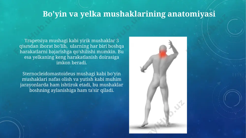 ger point terapiyasi, mushak tugunlarini yo'q qilish va 60-90 daqiqali seanslar orqali harakatlanishni yaxshilashda samarali vosita hisoblanadi. miyofasiyal og'riq sindromi mfs diagnostikasi klinik tekshiruv va bemorning shikoyatlariga asoslanadi, ammo mushaklarning ultratovush tekshiruvi yoki elektromiyografiya kabi qo'shimcha tekshiruv usullarini qo'llash mumkin. miyofasiyal og'riq sindromi (mfs) ko'pincha 30-50 yosh oralig'idagi ayollarda uchraydi va bo'yin va yelka mushaklarining surunkali og'rig'i bilan tavsiflanadi. osteoartrit va boshqa kasalliklar osteoartrit bo'g'imlarning 80% gacha shikastlanishiga olib kelishi mumkin, bu esa bo'yin va elka mushaklarining og'rig'i va harakatlanishining cheklanishiga olib keladi. spondiloz kabi degenerativ o'murtqa kasalliklari bo'yin va elka mushaklaridagi spazm va og'riqlarning asosiy sabablaridan biri hisoblanadi, bu esa c1-c7 umurtqalariga ta'sir qiladi. yelka mushaklarining funksiyalari yelkaning chuqur mushaklari, masalan, bo'yinning uzun mushaklari (longus colli va longus capitis) 6 ta umurtani bir-biriga bog'lab, boshning barqarorligini va aylanishini ta'minlaydi. sternocleidomastoid mushaklarining ikki tomonlama qisqarishi boshni oldinga egishga, bir tomonlama qisqarishi esa boshni qarama-qarshi tomonga burishga va moyillikka olib keladi, …