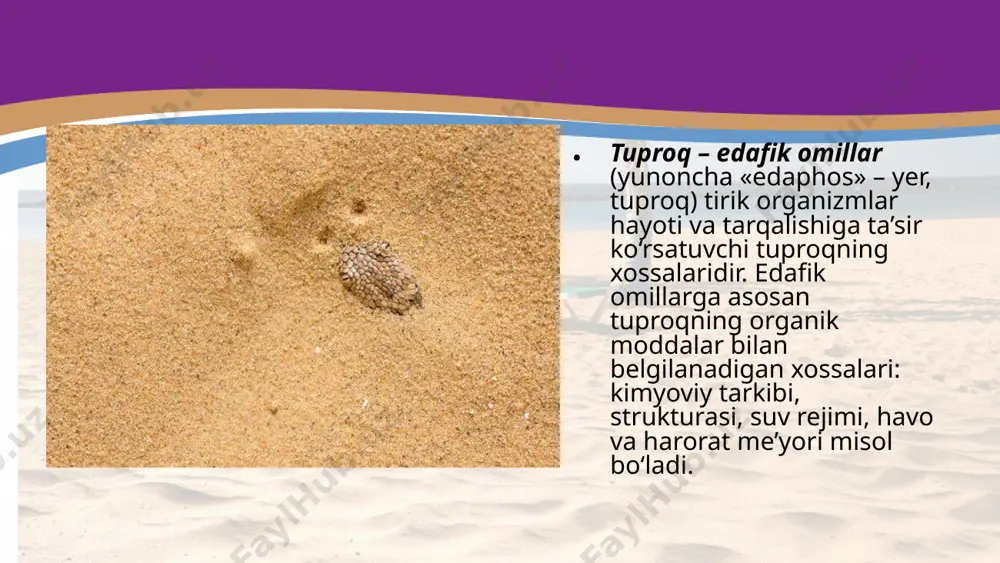 l mikroorganizmlar (bakteriyalar, bir hujayrali suvo‘tlar), zamburug‘lar, umurtqasiz hayvonlar (chuvalchanglar, molluskalar, hasharotlar va ularning lichinkalari), umurtqali hayvonlar (yumronqoziq, yerqazar, krot) yashaydi. insonning xo‘jalik faoliyati tuproq hosil bo‘lishiga ta’sir ko‘rsatuvchi omildir. hozirgi davrda yer yuzida inson ta’siri bo‘lmagan joy kam qoldi. yerga ishlov berish, o‘g‘itlash, sug‘orish, o‘tlarni o‘rish, mollarni boqish, o‘rmonlarni kesish va boshqa inson faoliyati bilan bog‘liq tadbirlar tuproqning hosil bo‘lish jarayonini o‘zgartirib, tuproqning sifatiga ta’sir etadi. inson tuproq hosil bo‘lish jarayonini ongli ravishda boshqarib, uning unumdorligini oshiradi. hozirgi ilmiy-texnik taraqqiyot davrida tuproqdan foydalanishga bo‘lgan munosabat ham o‘zgarmoqda. shuning uchun tirik organizmlarning yashash muhitini tashkil etuvchi omillardan biri bo’lgan tuproqdan noto’g’ri foydalanish tuproq eroziyasiga, uning sho’rlanishi va botqoqlanishiga olib keladi. tuproqning ifloslanishini kamaytirish maqsadida undan foydalanish qoidalari joriy qilingan. ma’lum hududda o‘sadigan o‘simliklarning xilma-xilligi tuproqning strukturasi, kimyoviy tarkibi, ph kabi bir qancha ko‘rsatkichlariga bog‘liq. relyef, yerosti suvlarining joylashuvi kabi omillar ham tuproqning xususiyat larini belgilaydi, bu esa o‘z navbatida unda …